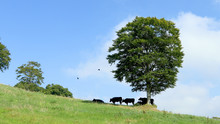 牧場の木陰に集まる牛の群れと横切るカラス