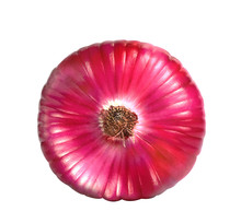 Sweet Red Onion Head On White Background