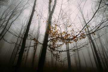 Wall Mural - autumn leaves on tree in forest, rainy autumn day