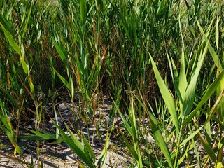 Reeds grow on the banks of the estuary. Green marsh grass.