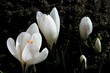 Wiosenna radość kwiat, krokus, jary,  flora,fiolet, flora, tulipa, beuty, piękne, makro, kwiatowy, pora roku, 