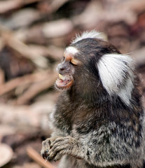 Wall Mural - the white eared marmoset is eating an apple