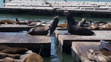 Californian Sea Lions Fighting Over Place On Wooden Floats In San Francisco USA Harbor, Slow Motion