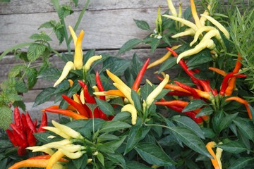 Wall Mural - hot chili pepper plant, chili