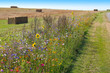 Leinwandbild Motiv Biodiversity conservation - wildflower borders along farm fields to support pollinators and other wildlife (Jutland, Denmark)