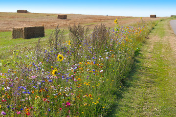 biodiversity conservation - wildflower borders along farm fields to support pollinators and other wi