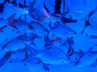 Sticker - Beautiful shot of snapper fish in an aquarium