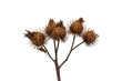 closeup on dry burdock seed head or burr on white background