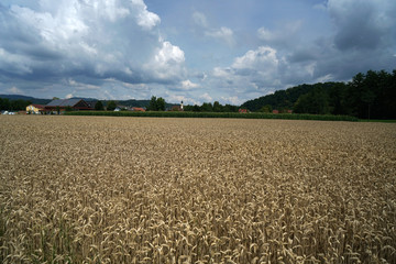 Wall Mural - Vast wheat field before the harvest during the daytime