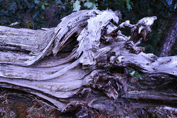 Wall Mural - Aged rough piece of an axed tree