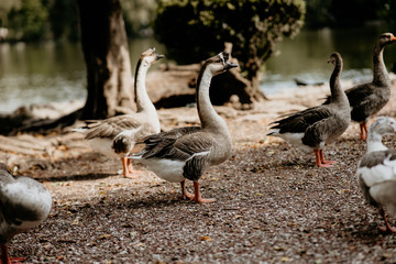 Canvas Print - Group of geese walking near the river