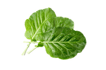 collard/kale isolated on white background.