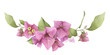 A pink bougainvillaea arrangement hand painted in watercolor isolated on a white background. Watercolor floral illustration. Watercolor bougainvillea.