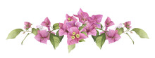 A Pink Bougainvillaea Arrangement Hand Painted In Watercolor Isolated On A White Background. Watercolor Floral Illustration. Watercolor Bougainvillea.