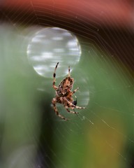 spider on the web