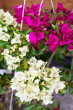 White Pink Bougainvillea Two Tone Color Flower Blooming In The Pot
