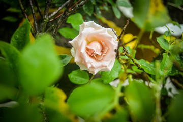 Canvas Print - Flowers Smiling in my roof garden