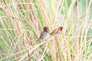 Wall Mural - scally breasted munia india noida 