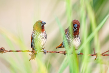 Wall Mural - scally breasted munia india noida 