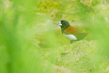 Wall Mural - Tricoloured munia