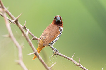 Wall Mural - scally breasted munia india noida 