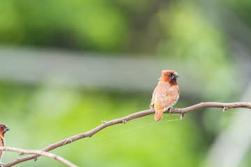 Wall Mural - scally breasted munia 