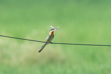 Wall Mural - Blue-tailed bee-eater