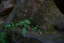 Ferns Growing Naturally At The Base Of A Tree Trunk. Natural Scenery All Around At Hocking Hills State Park In Ohio.