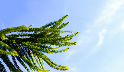 Wall Mural - Green pine leaves and summer sky for background