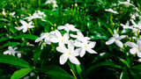 close-up white gardenia jasminoides flower