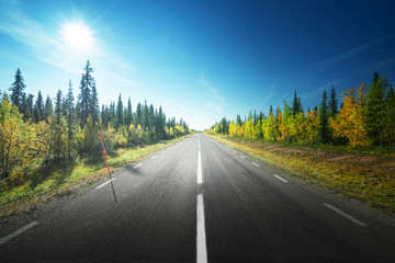 Wall Mural - road in autumn forest, sweden