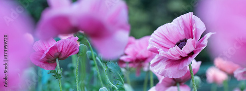 Panorama fresh beautiful pink poppies.