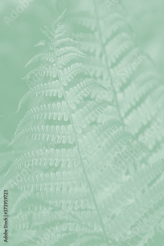 Light green fern leaves on a pale green background.