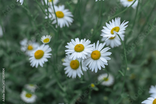 Lot of chamomile grows in a wild field.