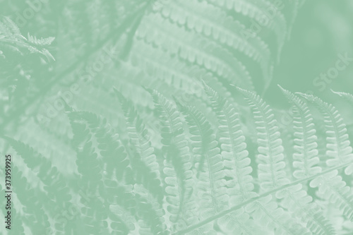 Light green fern leaves on a pale green background.