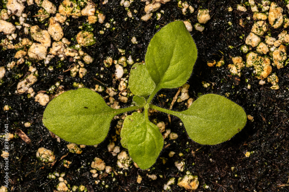 Young Tobacco Plant (Nicotiana benthamiana) Stock Photo
