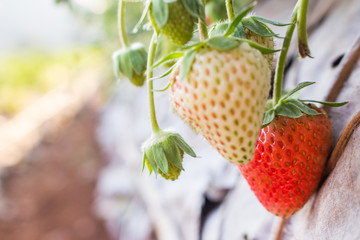 Strawberry in a field