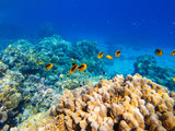 Fototapeta Do akwarium - colorful corals and exotic fishes at the bottom of the red sea. beautiful natural summer background