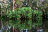 Fototapeta Krajobraz - Flooded wetlands during the wet season at Kakadu, Northern Territory, Australia. 