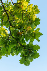 Oak branch with green leaves against a blue sky. Branch of a tree with green leaves on a sunny day. Isolated oak branch.