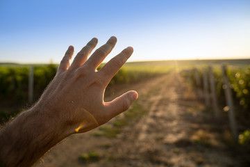 man holding a hand in front of the sun in a vineyard