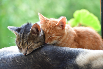 Wall Mural - Two domestic cats to snuggle each other and show love