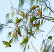 Lorikeets swarming from tree to tree at Byron Bay, New South Wales, Australia. 