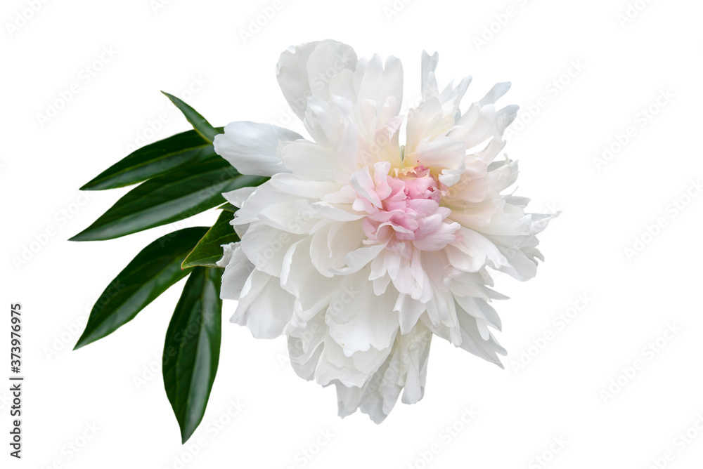 pink and wwhite peony flower with green leaves isolated on white Stock ...