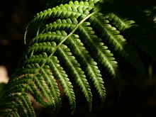Male Fern (Dryopteris Filix-mas) - Close Up Of Green Fern Leaf 