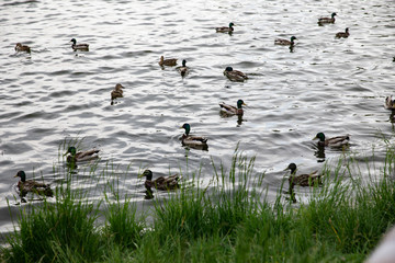 Wild ducks swim on the lake in the spring.