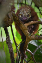 Mexican Hairy Dwarf Porcupine Is Sleeping On Tree Branch