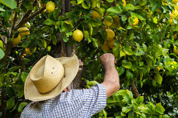 Wall Mural - farmer harvesting lemons in the field