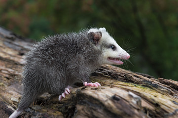 Wall Mural - virginia opossum joey (didelphis virginiana) stands alone on log summer