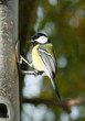 A 'Great tit' seen on a feeder in an English garden.